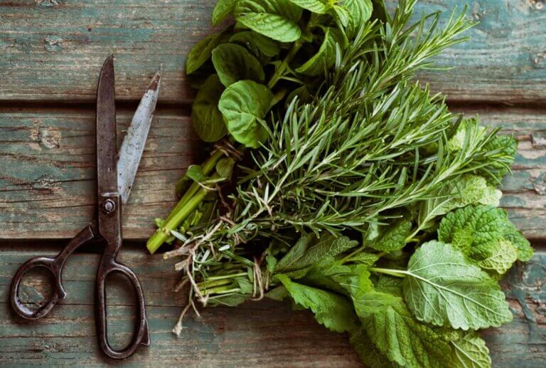Medicinal Herbs: Getting Started