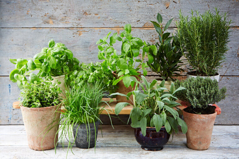 Reasons to grow your own organic vegetable garden