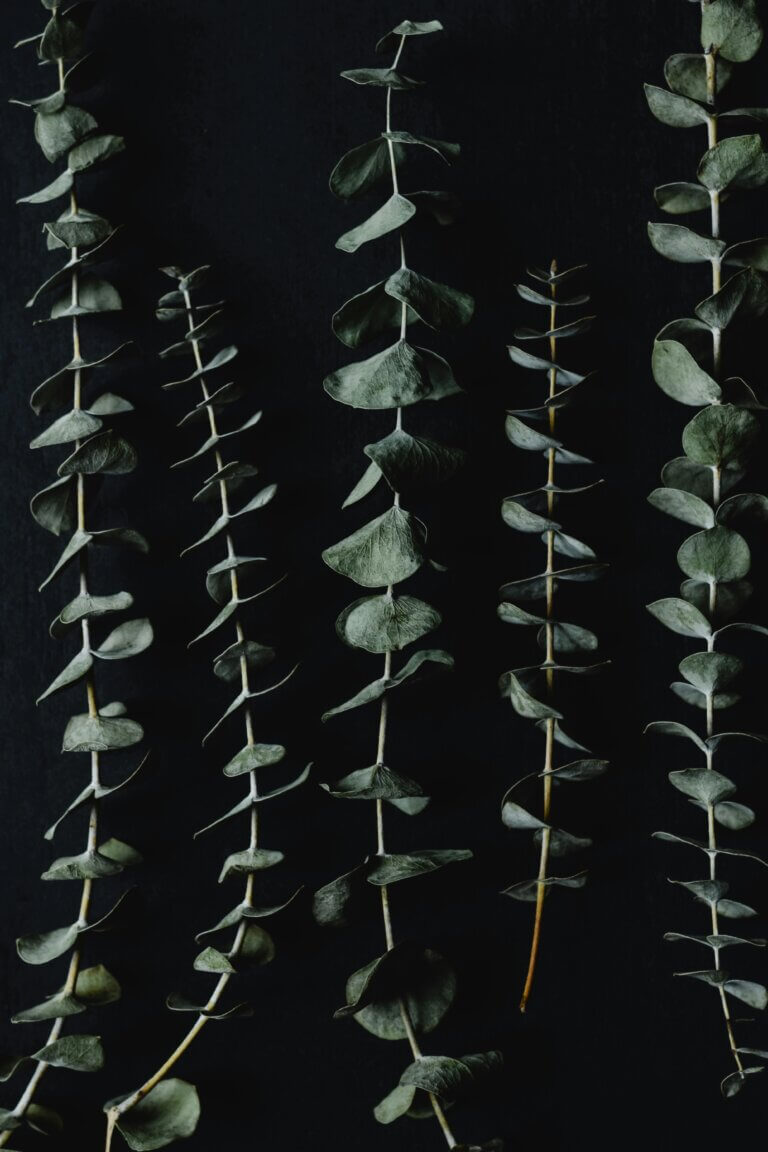 Healing Properties Of Eucalyptus