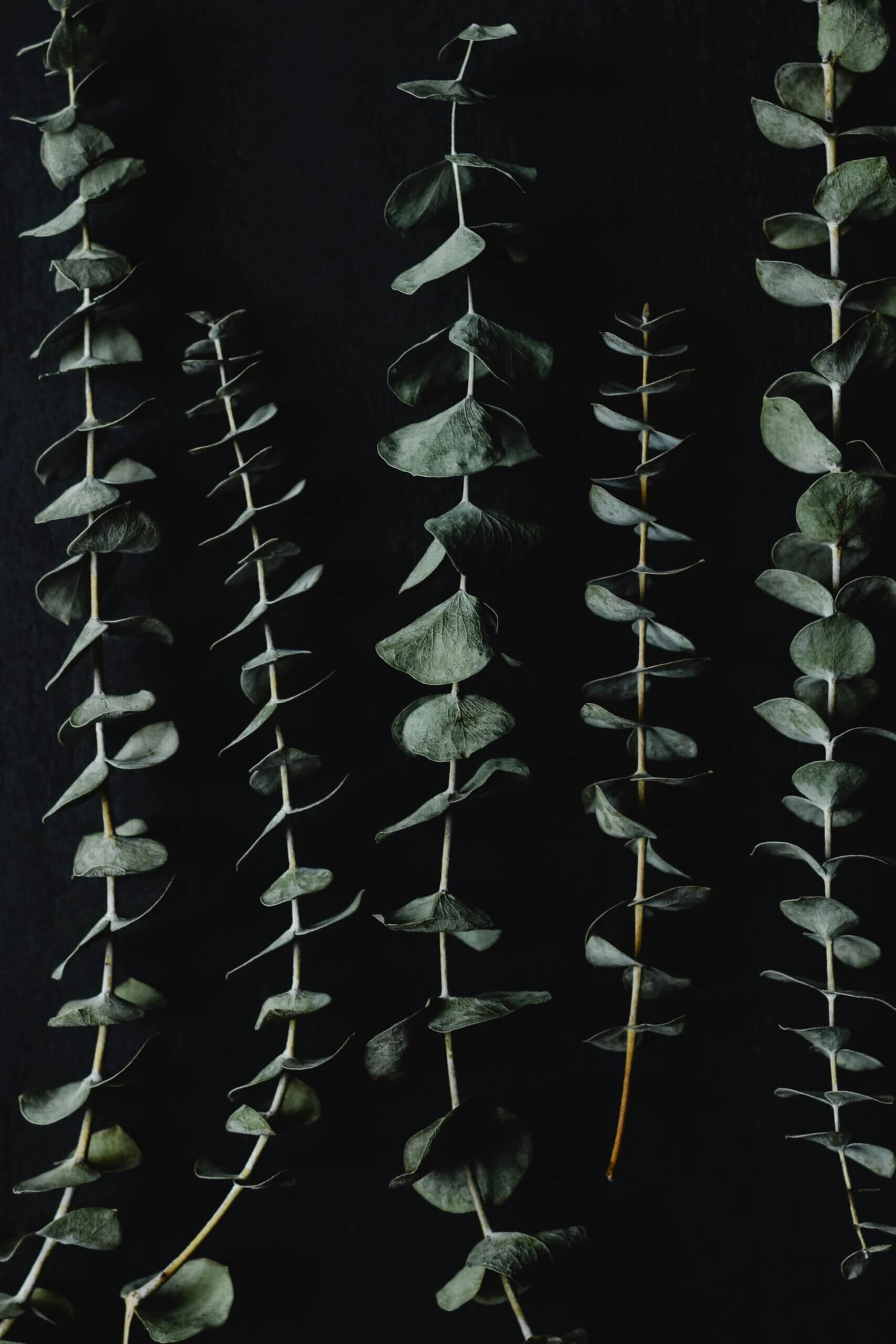 Healing Eucalyptus