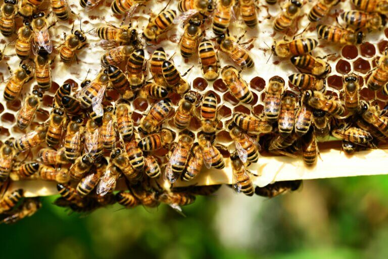 Bee Pollen Royal Jelly – A Medical Miracle?