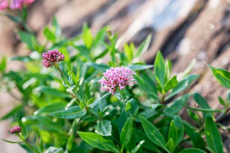 Healing Properties Of The Valerian Herb